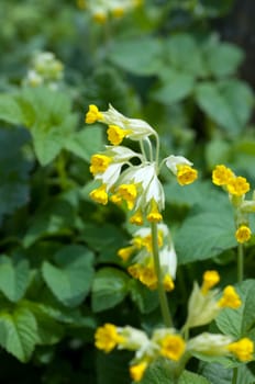 Schluesselblume  Primula veris