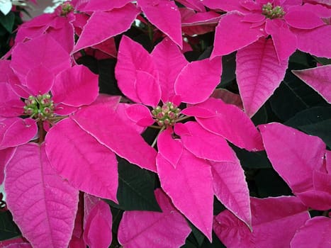 Christmas Star,Botany   Euphorbia