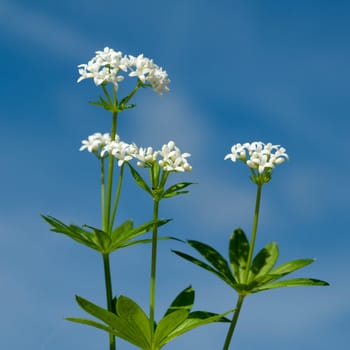 Waldmeister  Galium odoratum