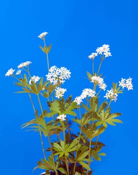 Waldmeister  Galium odoratum