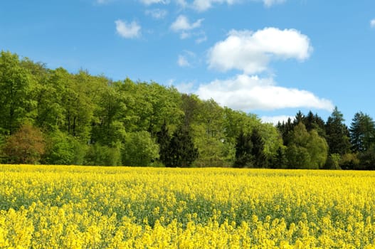 Rapsfeld, fruehling