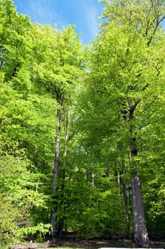 Buchenwald, Wald, Fruehjahr