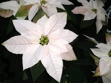 Christmas Star,Botany   Euphorbia