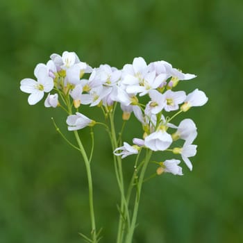 Wiesenschaumkraut  Cardamine