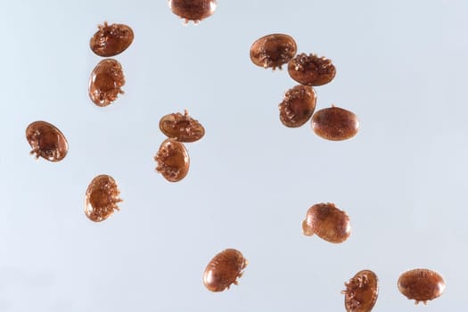 Varroamilbe, Varroa, destructor