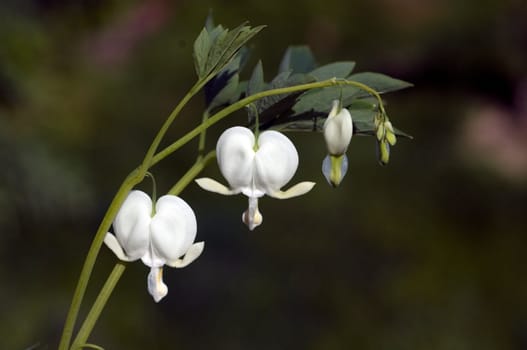 Traenendes, Herz, Weiss, Dicentra