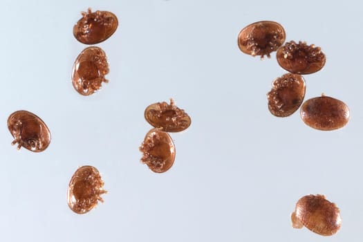 Varroamilbe, Varroa, destructor