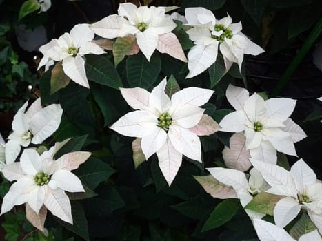Christmas Star,Botany   Euphorbia