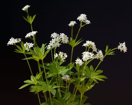 Waldmeister  Galium odoratum