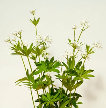 Waldmeister  Galium odoratum