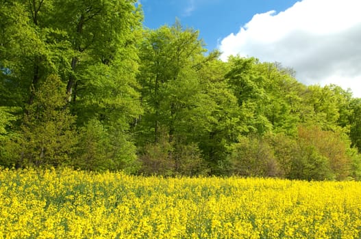 Beech Forest,Forest,Early Year