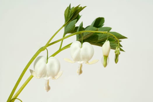 Traenendes, Herz, Weiss, Dicentra