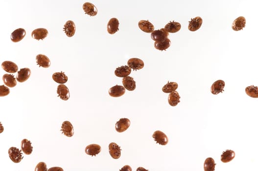 Varroamilbe, Varroa, destructor
