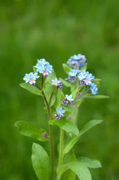 Forget-me-not,Myosotis,sylvatica