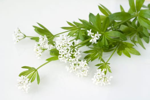Waldmeister  Galium odoratum