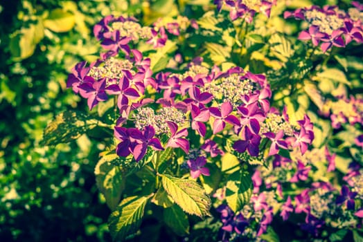Purple flowers in a green garden in the summer