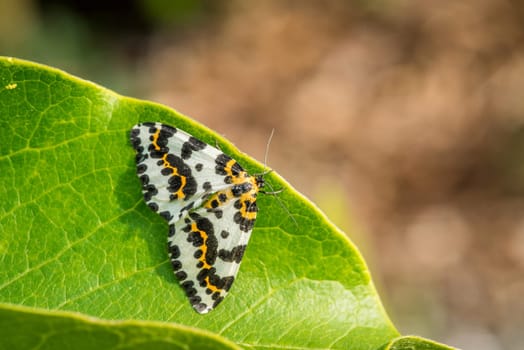 Abraxas grossulariata butterfly sitting on a green leaf in the sun