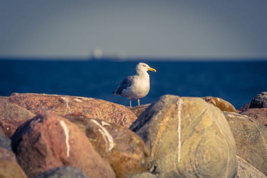 Seagull standing on big rocks by the ocean