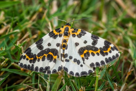 Abraxas grossulariata butterfly in the grass at summertime