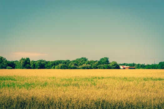 Golden crops on a field with a barn in the summer