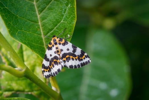 Harlekin butterfly in a green garden at summertime