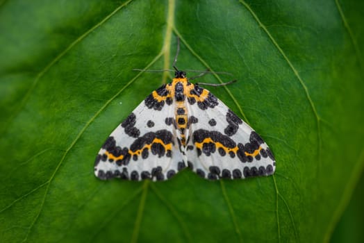 Harlekin butterfly on a dark green leaf background