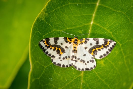 Abraxas grossulariata butterfly on a large green leaf in the garden