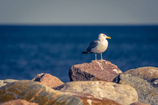 Seagull standing on big stones by the ocean
