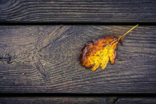 Autumn leaf on solid wooden planks with patterns