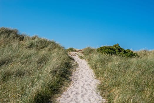 Sand dune with a path and green grass