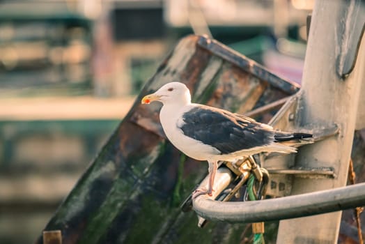 Seagull on a boat in a harbor at summertime