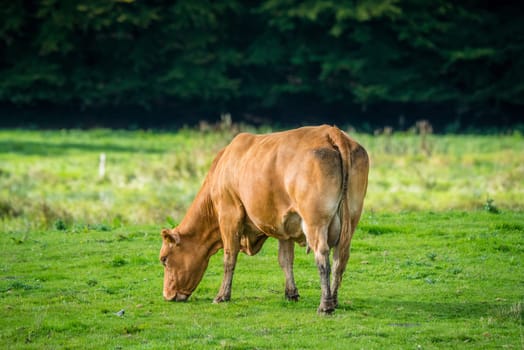 Cow alone on grass in the late summer