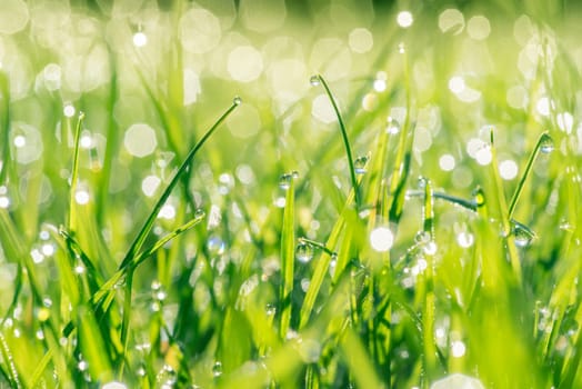 Fresh green grass with droplets in the sunshine