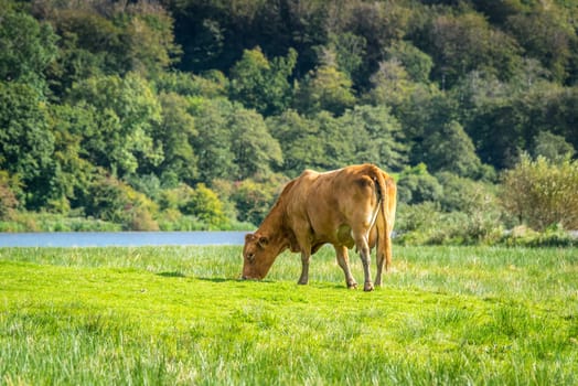 Single cow grazing in the nature on a summer day