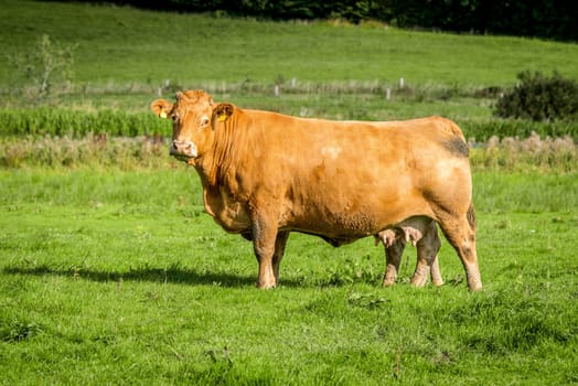 Big cow standing on a field with green grass