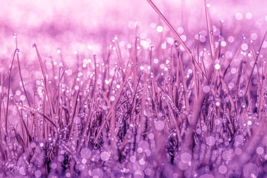 Magical nature in violet color with dew on grass