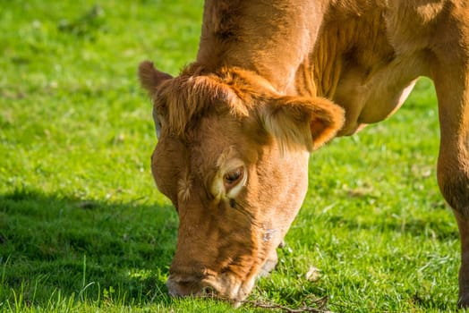 Close-up of a grazing cow on green grass
