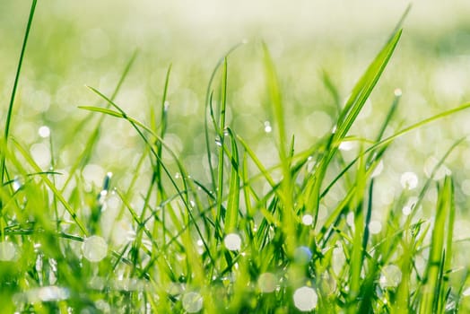 Wet green grass in the sunshine with raindrops