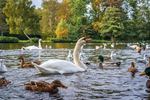 Swans and ducks in the water in autumn