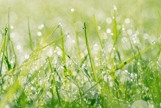 Raindrops on fresh green grass in the spring