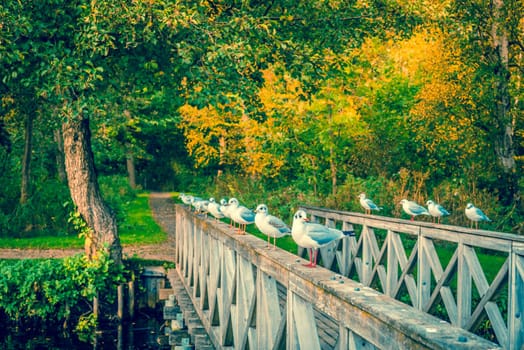 Seaguls on a small bridge in autumn