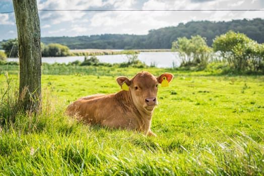 Calf relaxing in the green grass in the summer