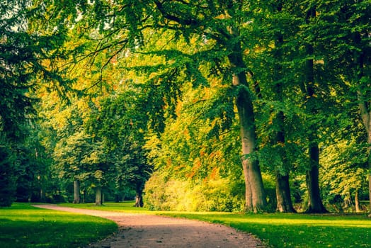 Road in a park with colorful trees in autumn