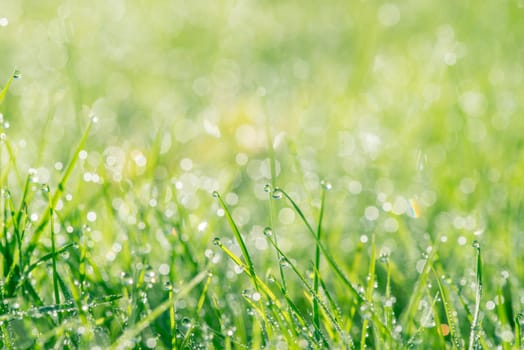 Grass with droplets in the sun at springtime