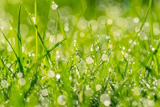 Dew in the sunshine on a green field
