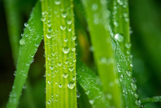 Grass after the rain with raindrops
