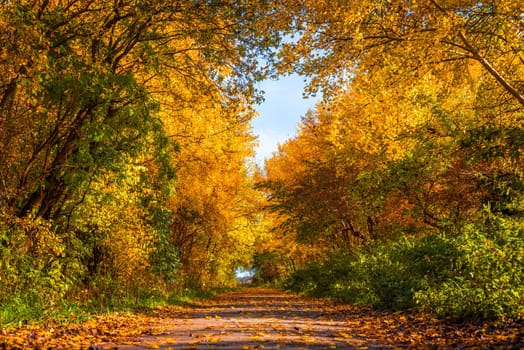 Nature path with trees in autumn colors