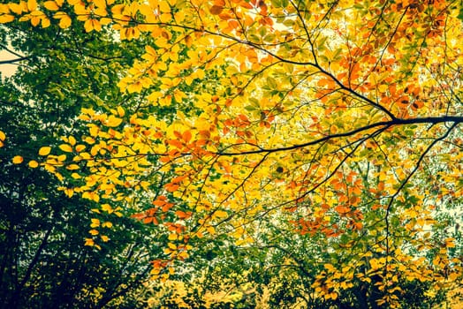 Autumn leaves in the forest trees