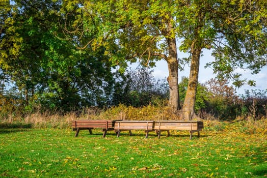 Tree benches in a park at autumn