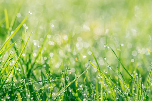 Dew in green grass with bokeh lights